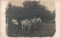 Two Women Seated in Buggy with White Horse Team Postcard