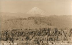 Mt. St. Helens Snow-Capped Peak & Forest Landscape Postcard