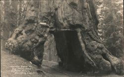 Wawona Tunnel Tree, Mariposa Grove Big Trees Postcard