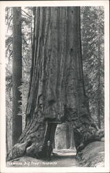 Wawona Big Tree Tunnel Yosemite National Park Man at Base Postcard