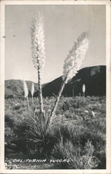 California Yuccas in Bloom Desert Landscape Postcard