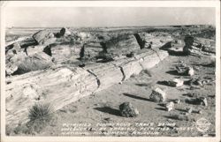 Petrified Coniferous Trees Uncovered By Erosion Postcard