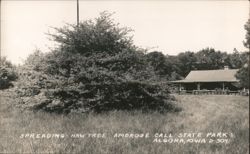 Spreading Haw Tree Ambrose Call State Park Algona Iowa Postcard