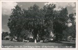 Evangeline Oak on Bayou Teche Postcard