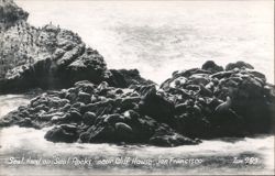 Seal Herd on Seal Rocks near Cliff House San Francisco Postcard