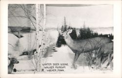 Winter Deer Scene Walker Museum Taxidermy Display Postcard