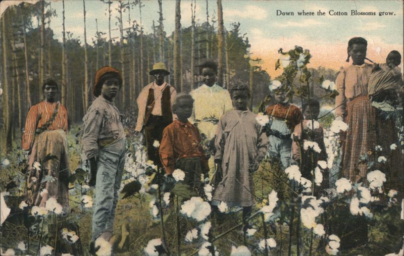 African Americans in Cotton Field, 'Down Where the Cotton Blossoms Grow'