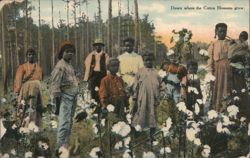 African Americans in Cotton Field, 'Down Where the Cotton Blossoms Grow' Postcard