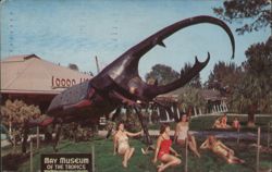 Giant Hercules Beetle, May Museum of the Tropics Postcard