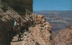 Grand Canyon National Park, Kaibab Trail Mule Ride Postcard
