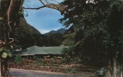 Waioli Tea Room Manoa Valley Honolulu HI Postcard