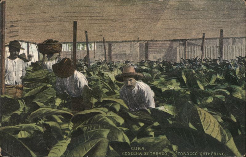 Tobacco Gathering in Cuba