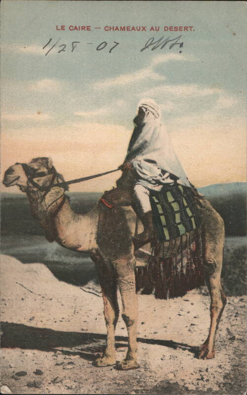 Cairo - Camels in the Desert Egypt Africa
