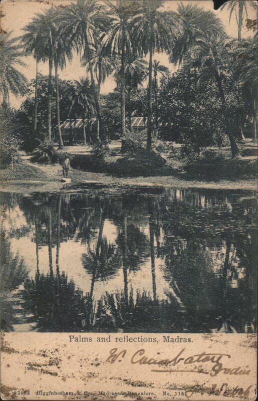 Palms and reflections, Madras India