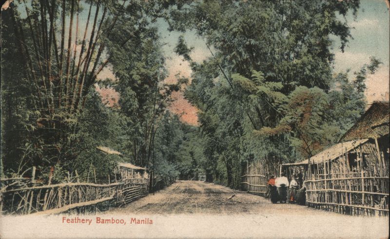 Feathery Bamboo Forest Road, Manila Philippines Southeast Asia