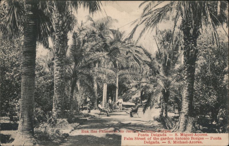 Palm Street, Antonio Borges Garden, Ponta Delgada, Azores Portugal