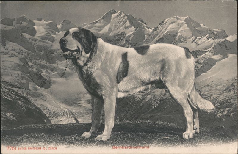 St. Bernard Dog in Swiss Alps, Uetliberg Zurich Switzerland