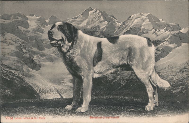 St. Bernard Dog Bernhardinerhund, Mountain Backdrop