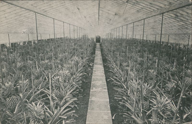 Pineapple Hot-house, St. Michael's, Azores Portugal