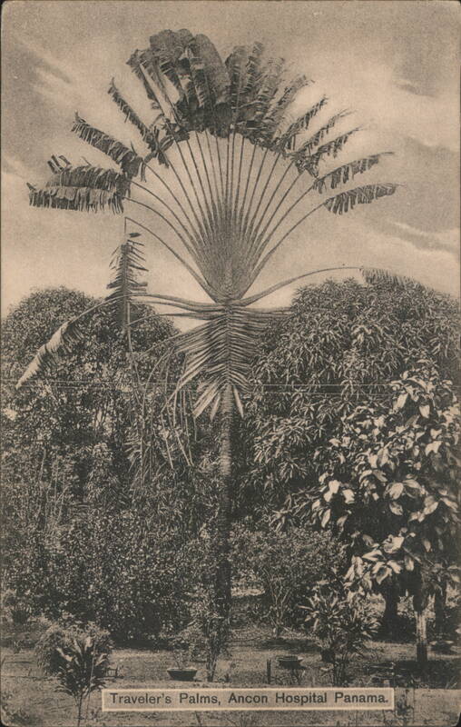 Traveler's Palms, Ancon Hospital Panama