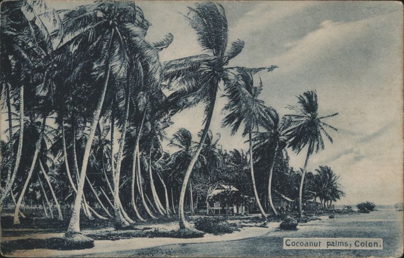 Coconut Palms, Colon