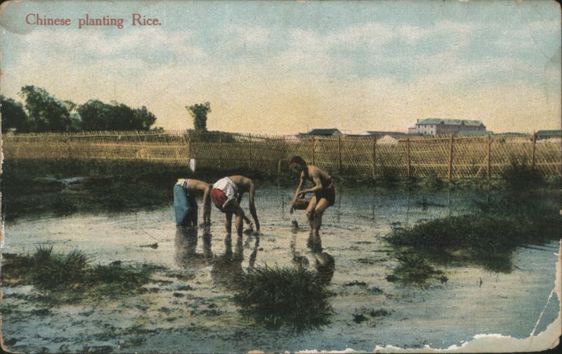 Chinese planting Rice Shanghai China