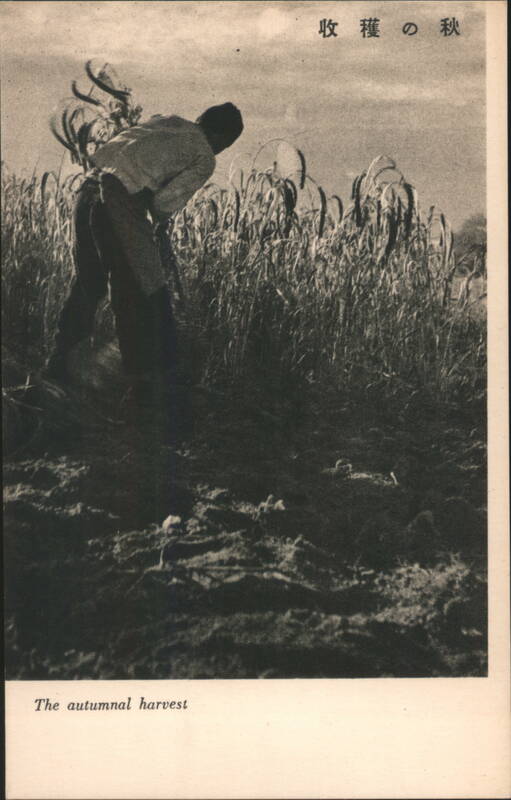 Autumnal Harvest Field Worker Farming