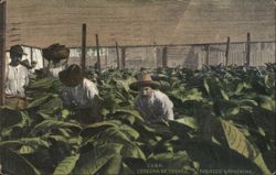Tobacco Gathering in Cuba Postcard