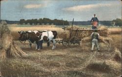 Farmers Harvesting Grain with Oxen and Cart, 1910 Postcard