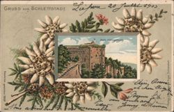 Hoh-Königsburg Castle with Edelweiss, Schlettstadt Postcard