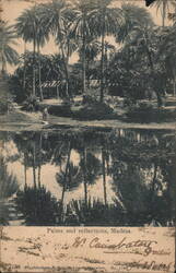 Palms and reflections, Madras Postcard