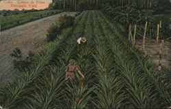 Pineapple Field, Cuba Postcard