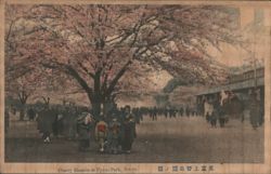 Cherry Blossom at Uyeno Park, Tokyo Postcard