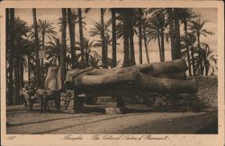 Colossal Statue of Rameses II, Memphis, Egypt Postcard