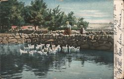 Woman & Man by Pond with Gegeese, Skåne Postcard