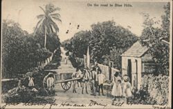 On the road to Blue Hills, Nassau Postcard