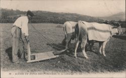 Man Plowing with Oxen, Pyrenees Scene Postcard