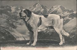 St. Bernard Dog in Swiss Alps, Uetliberg Postcard