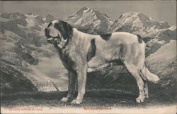 St. Bernard Dog Bernhardinerhund, Mountain Backdrop Postcard