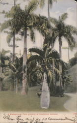Madagascar Palm Trees, Castleton, Jamaica Postcard