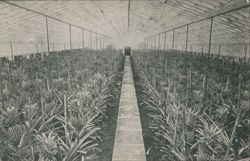 Pineapple Hot-house, St. Michael's, Azores Postcard