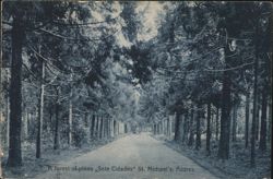 Forest of Pines, Sete Cidades, St. Michael's, Azores Postcard