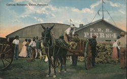 Carting Bananas, Colon, Panama Postcard