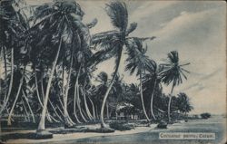 Coconut Palms, Colon Postcard
