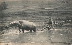 Plowing Rice Fields with Water Buffalo Postcard