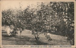 Golden-Castle Orchard, Port Arthur Postcard