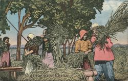 Cutting Rice China Postcard