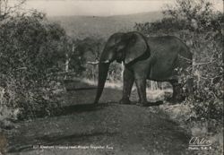 Elephant crossing road, Kruger National Park Postcard