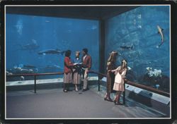 Monterey Bay Exhibit, Monterey Bay Aquarium Postcard