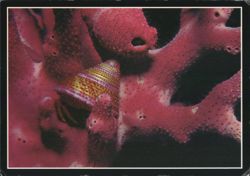 Hermit Crab (Pagurus sp.) with Jeweled Top Snail Shell Postcard